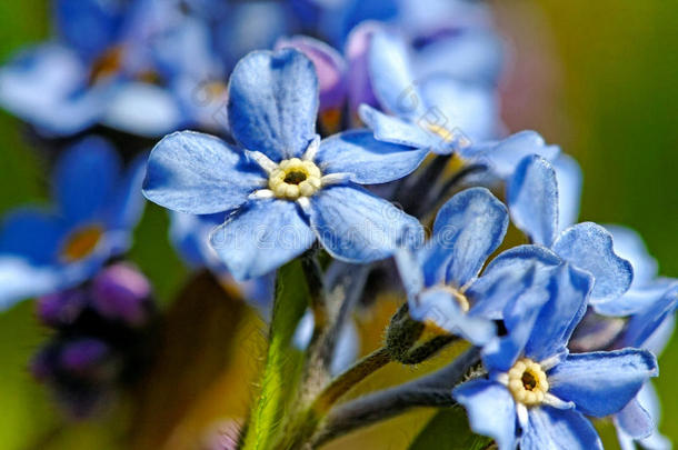 别忘了我，不要<strong>淡</strong>蓝色的花。
