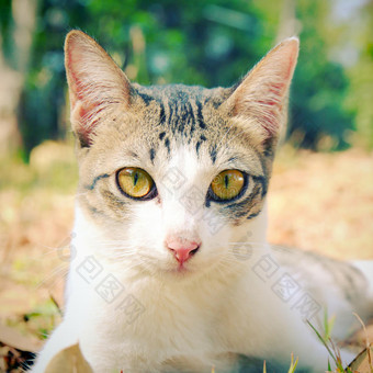 花园里躺在草地上的可爱猫图片