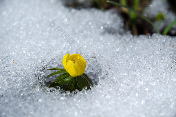 雪中送花