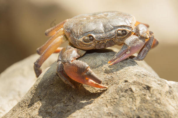 老螃蟹是清洁水的<strong>守护者</strong>