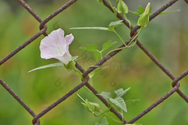 牵牛花