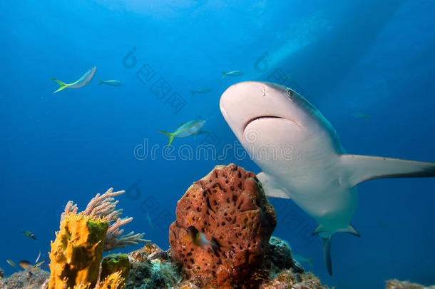 加勒比海礁鲨