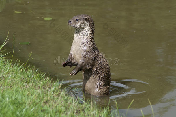 欧洲水獭