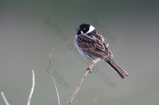 reed bunting，emberiza schoeniclus公司