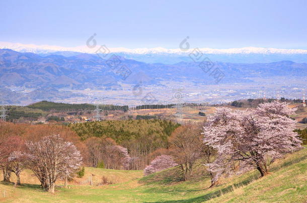 樱花雪山