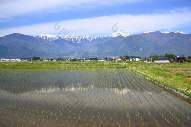 日本阿尔卑斯山和稻田