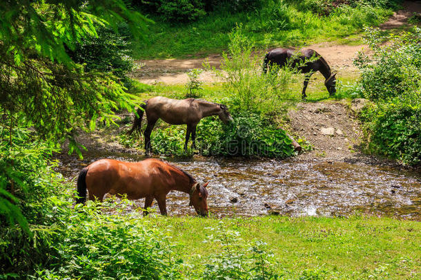三匹马在森林小溪上浇水。水平的