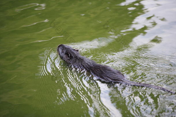 海狸鼠