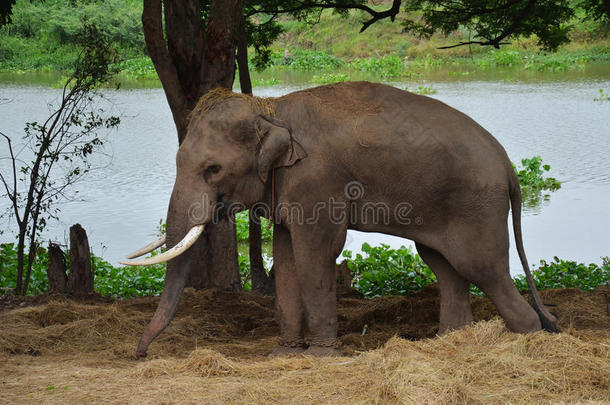 泰国大城府大象营的大象