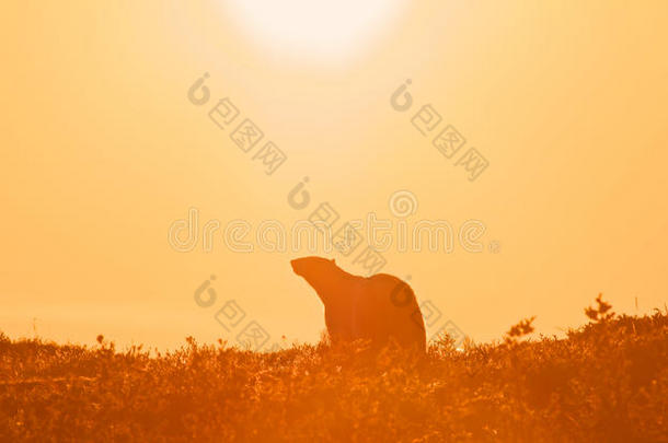 夕阳下的北极熊