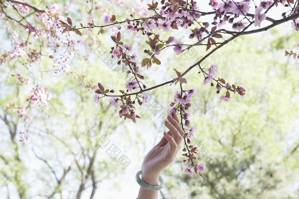 春天公园里，女人的手抚摸着开着粉红色樱花的树枝的特写镜头