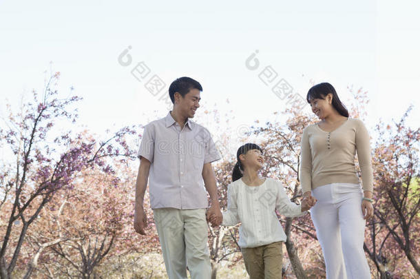 北京，春天，一个幸福的家庭<strong>手牵手</strong>在公园的樱桃树间<strong>散步</strong>