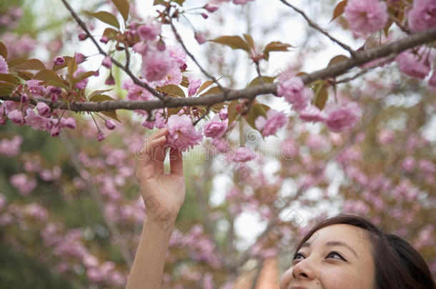 春季公园户外，一位年轻女子在<strong>树枝</strong>上伸<strong>手拿</strong>一朵粉红色花朵的特写镜头