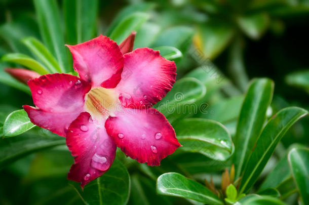 落花红花