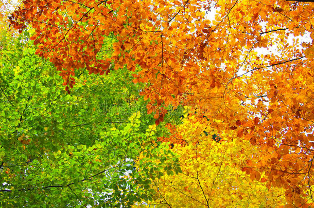 黄色，绿色和橙色的叶子，秋天的背景