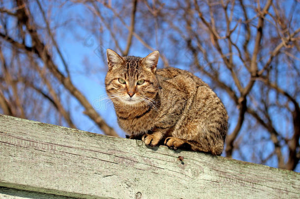 坐在篱笆上的棕色猫