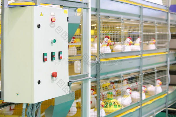 玩具鸡工业孵化器示范