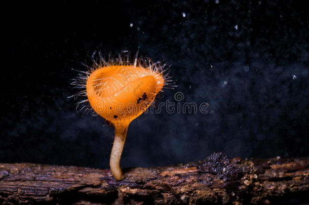 蘑菇杯橘子蘑菇杯蘑菇或香槟蘑菇