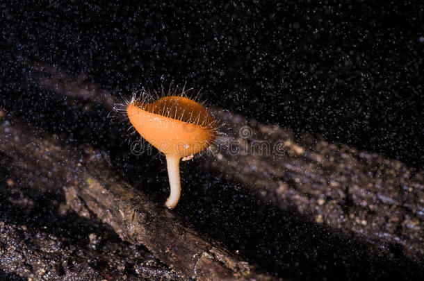 真菌杯特写橙色蘑菇杯蘑菇或香槟