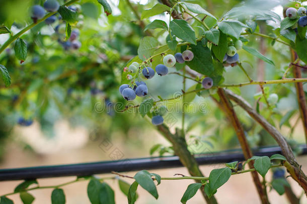 德国一家<strong>采摘</strong>浆果农场的<strong>蓝莓</strong>