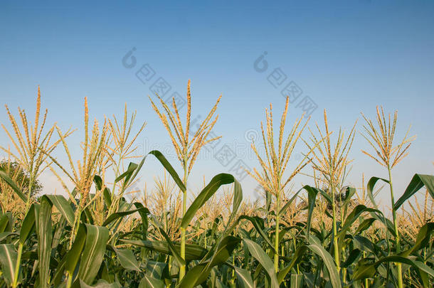 玉米农场