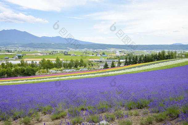日本薰衣草农场的色彩