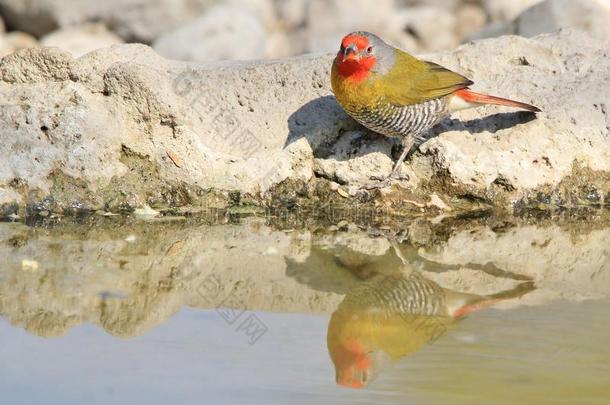 melba finch-非洲野生鸟类背景-红色和橙色反射