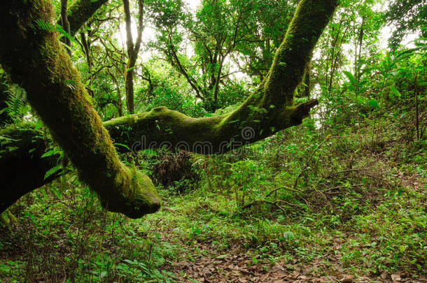 泰国原始森林中的树木