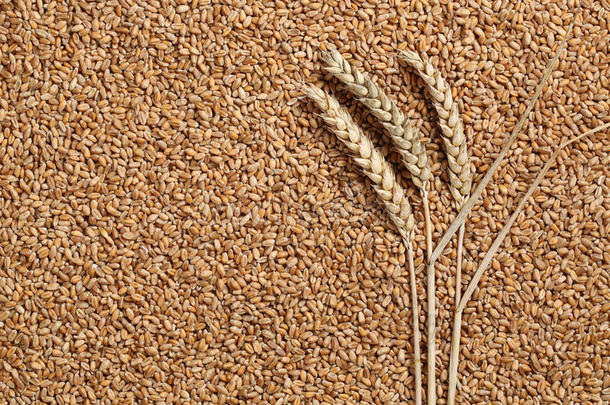 小麦籽粒专题