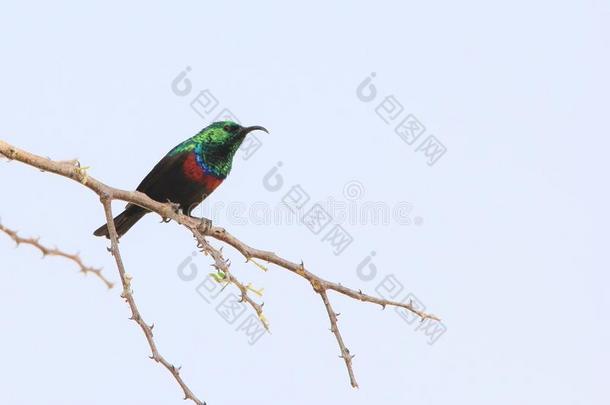 马里科太阳鸟-非洲野生鸟类背景-天空中的颜色