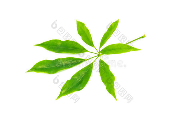 可食用的有茎藤蔓植物（scheffera leucantha r.vig.）