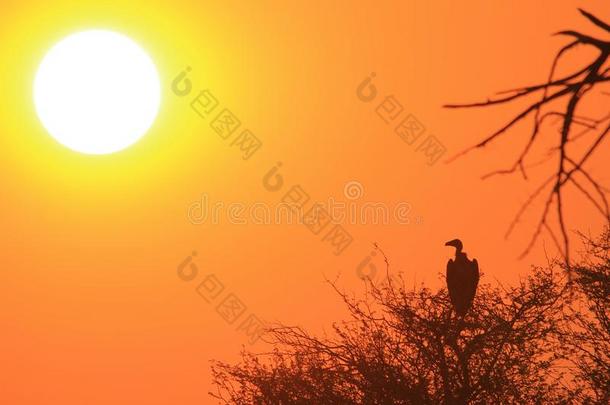 非洲的秃鹫和日落背景-<strong>橘黄</strong>色金色轮廓和神秘美
