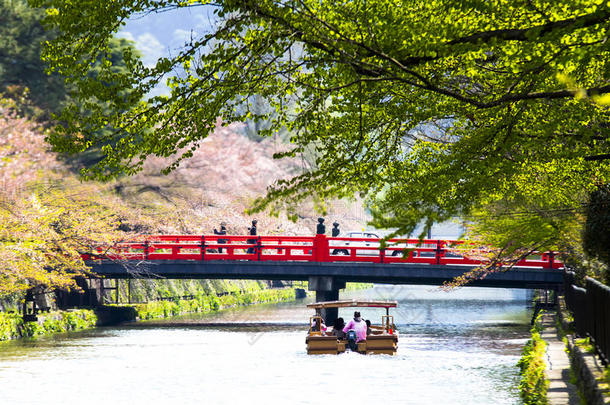 日本京都樱花