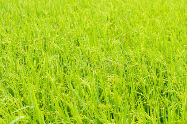 水稻、田里的水稻和雨滴