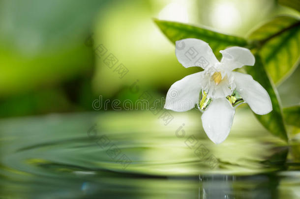 花园里一朵朵白花在水上飘着。