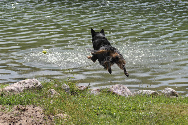 狗在半空中跳入水中