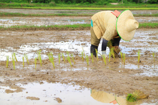 种植水稻的农民