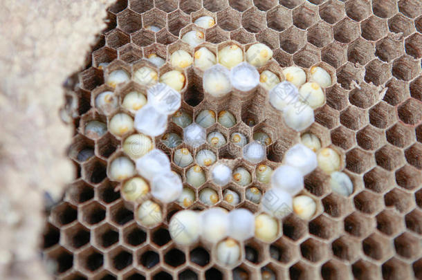 黄蜂是每个巢里的昆虫