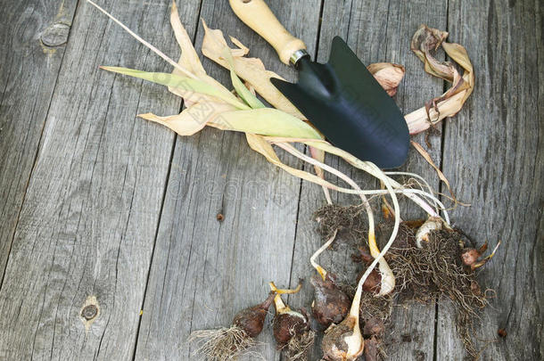 郁金香球茎和木底铲