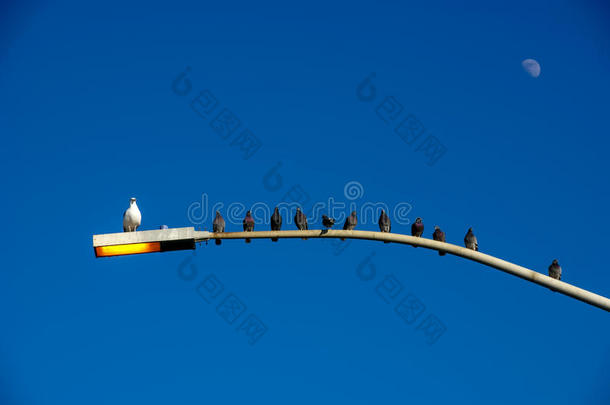 很有趣的一张照片，照片上的鸟儿都在灯杆上，只有一只朝向同一个方向。