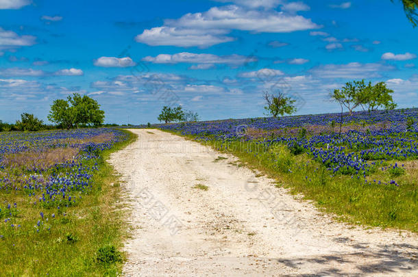在<strong>德克萨斯</strong>州的一个大田野里，一条荒凉的乡村公路清晰而美丽的景色被著名的<strong>德克萨斯</strong>蓝松树所覆盖。