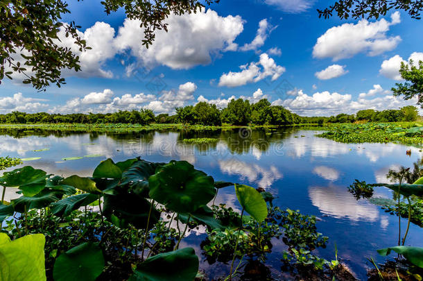 一张美丽的40英亩湖面的彩色广角<strong>照片</strong>，里面有夏天的黄莲、蓝天、白云和<strong>绿叶</strong>