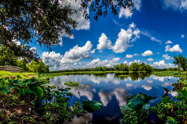 一张美丽的湖景的全景广角照片，湖中有夏天的黄莲、蓝天、白云和绿叶