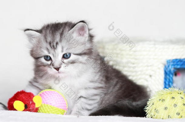 西伯利亚小猫，银色版