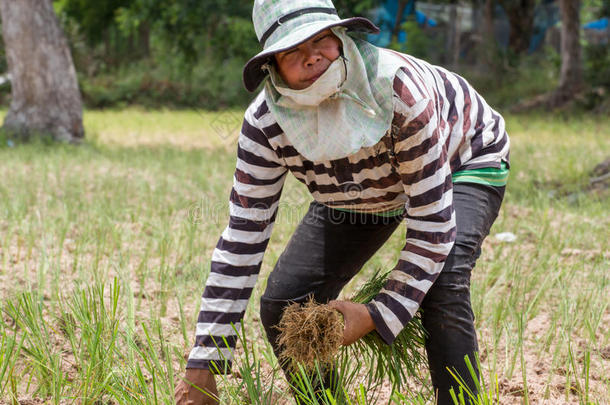 泰国农民在旱地里<strong>插秧</strong>