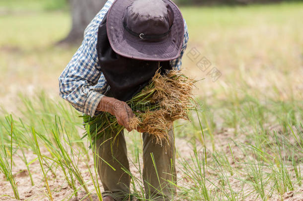 泰国农民在旱地里<strong>插秧</strong>