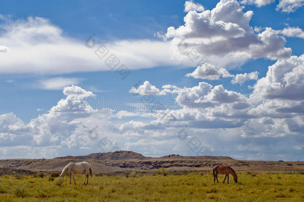 美国犹他州<strong>四角</strong>地区附近放牧的马。
