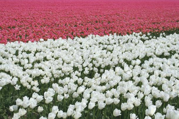 荷兰佛莱沃兰noordoostpolder旅游球茎路线沿线春<strong>季</strong>的<strong>粉色</strong>和白色郁金香