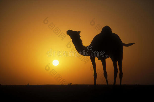 阿拉伯<strong>骆驼</strong>或<strong>骆驼</strong>，<strong>骆驼</strong>