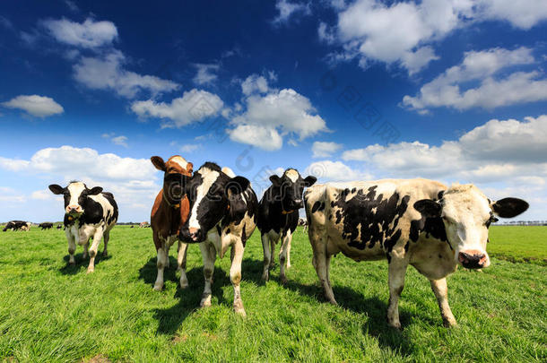 奶牛站在荷兰<strong>的草原上</strong>